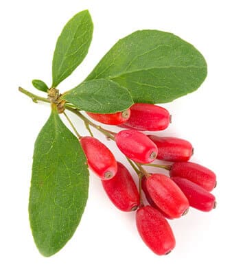 ingredients-berberine